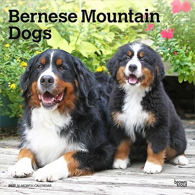Bernese Mountain Dogs 2027 Wall Calendar