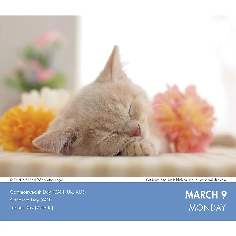 Cat Naps 2026 Box Calendar