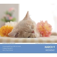 Cat Naps 2026 Box Calendar