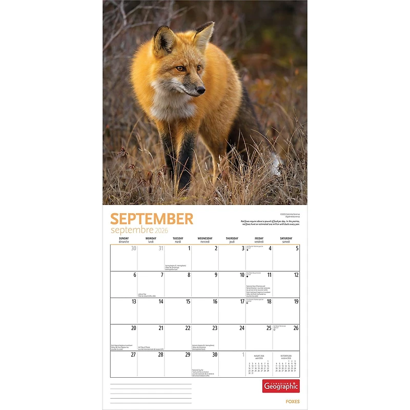 Canadian Geographic Foxes 2026 Wall Calendar - Online Only