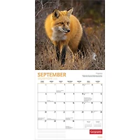 Canadian Geographic Foxes 2026 Wall Calendar - Online Only