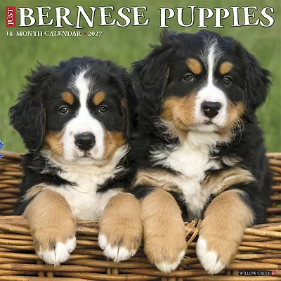 Bernese Mountain Puppies 2027 Wall Calendar