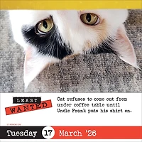 Bad Cat 2026 Box Calendar