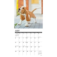Just Basset Hound Puppies 2026 Wall Calendar - Online Only