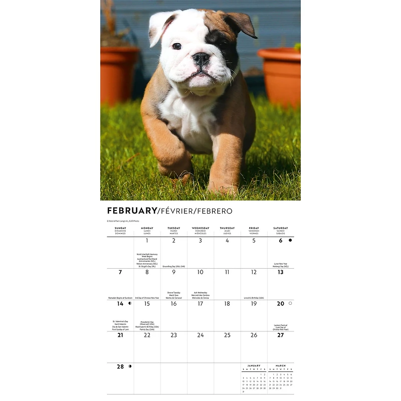 Bulldog Puppies 2027 Mini Calendar