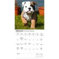 Bulldog Puppies 2027 Mini Calendar
