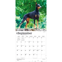Dobermans 2027 Wall Calendar