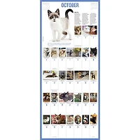 Kittens 365 2026 Wall Calendar