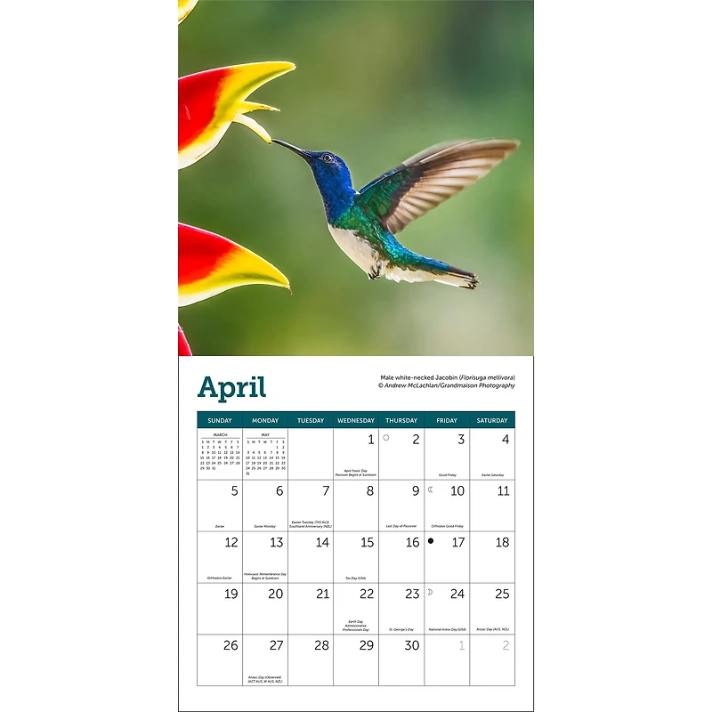 Hummingbirds 2026 Mini Calendar
