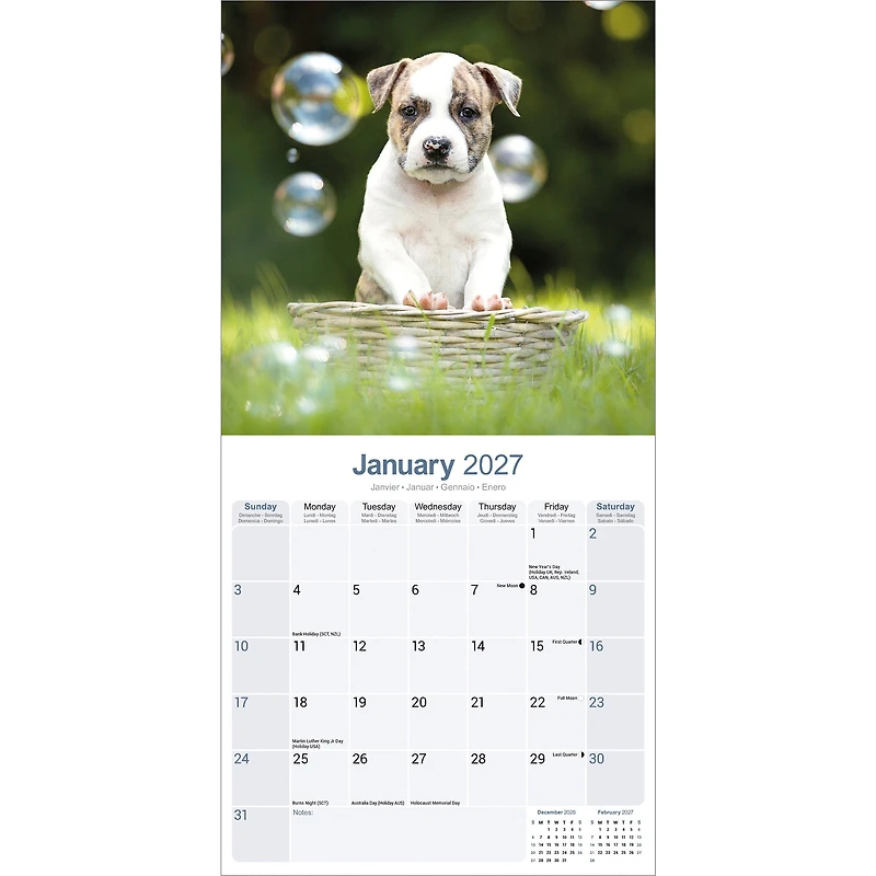 American Staffordshire Terrier 2027 Wall Calendar - Online Only
