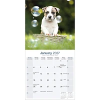 American Staffordshire Terrier 2027 Wall Calendar - Online Only