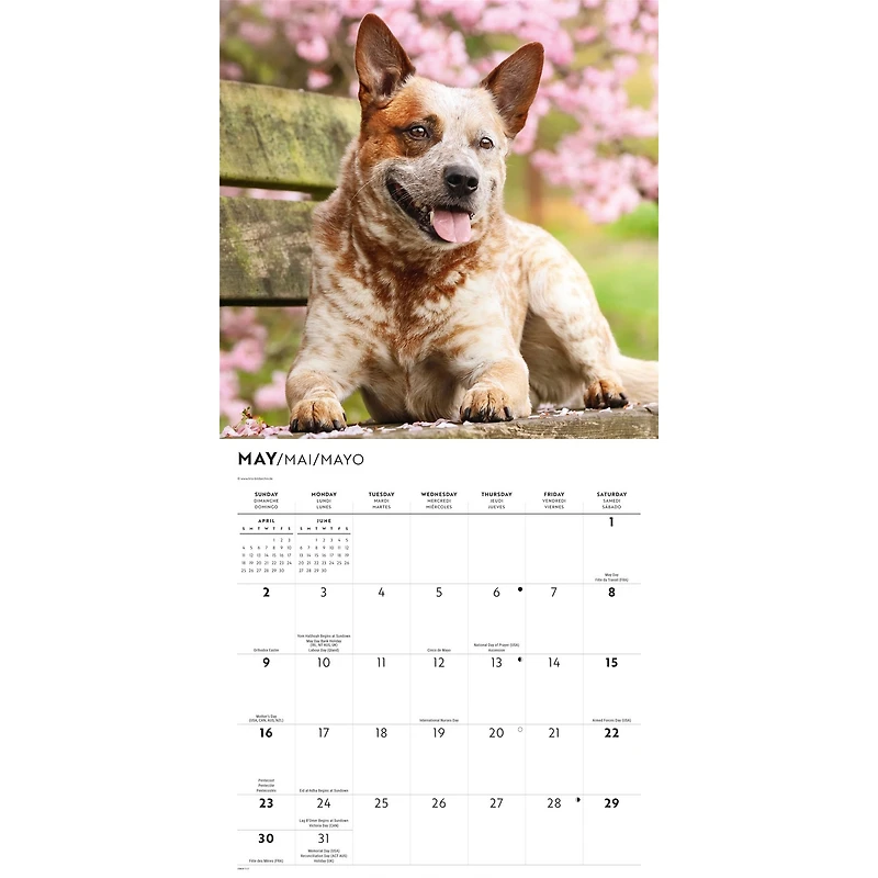 Australian Cattle Dogs 2027 Wall Calendar