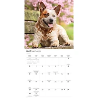 Australian Cattle Dogs 2027 Wall Calendar