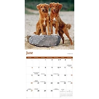 Nova Scotia Duck Tolling Retriever 2027 Wall Calendar