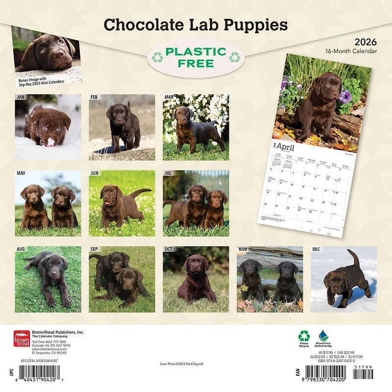 Chocolate Lab Puppies 2026 Wall Calendar