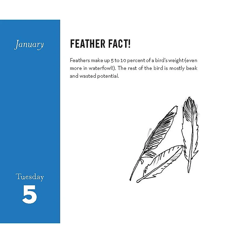 Field Guide to Dumb Birds 2027 Box Calendar