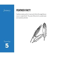 Field Guide to Dumb Birds 2027 Box Calendar