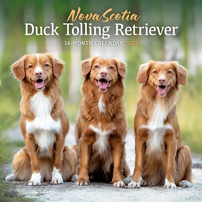 Nova Scotia Duck Tolling Retriever 2027 Wall Calendar