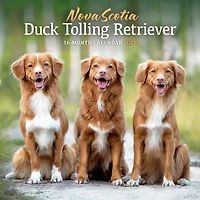 Nova Scotia Duck Tolling Retriever 2027 Wall Calendar