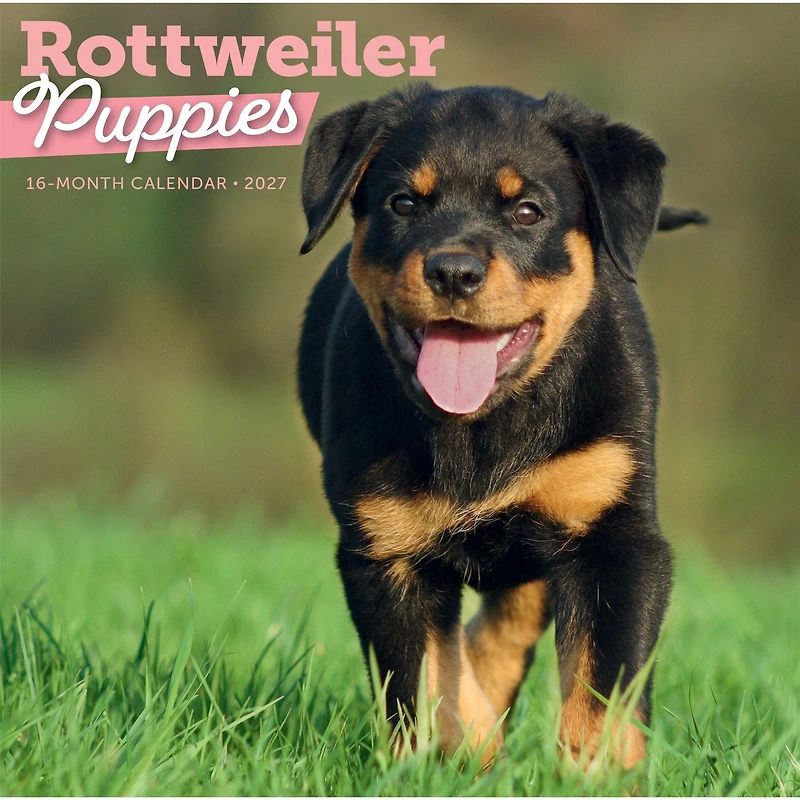 Rottweiler Puppies 2027 Wall Calendar