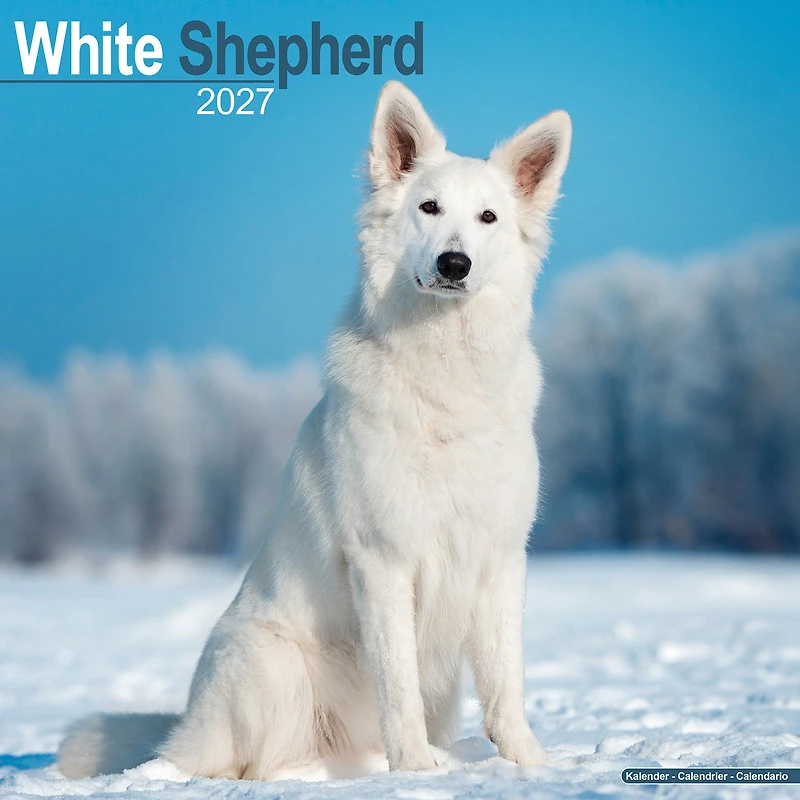 White Shepherd 2027 Wall Calendar - Online Only
