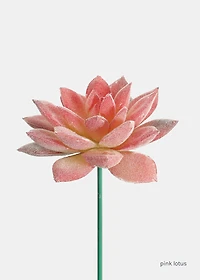 Official Key Items Artificial Succulents - Pink Lotus