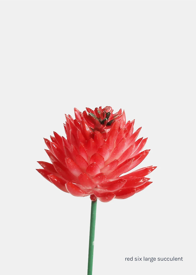 Official Key Items Artificial Succulents - Red Six Large Succulent