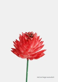 Official Key Items Artificial Succulents - Red Six Large Succulent