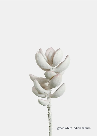 Official Key Items Artificial Succulents - Green White Indian Sedum