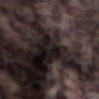 Fernn