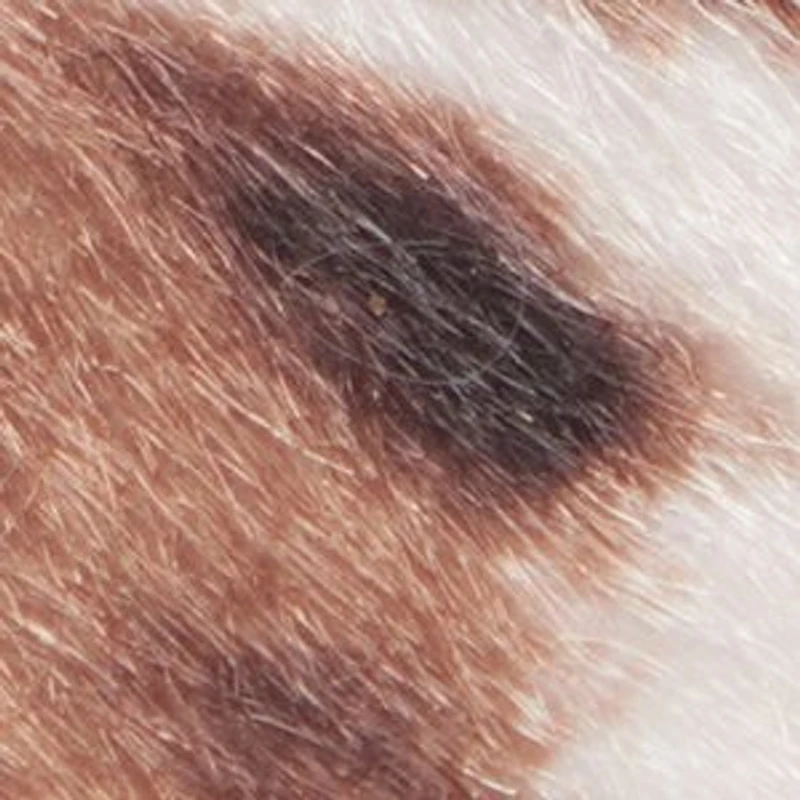 Salazar