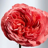 British Rose Shower Gel