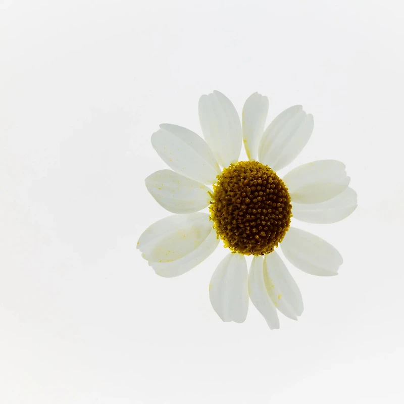 Camomile Jelly One-Step Cleanser