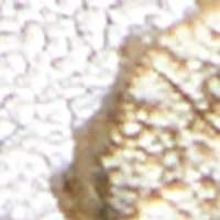 Fiorela