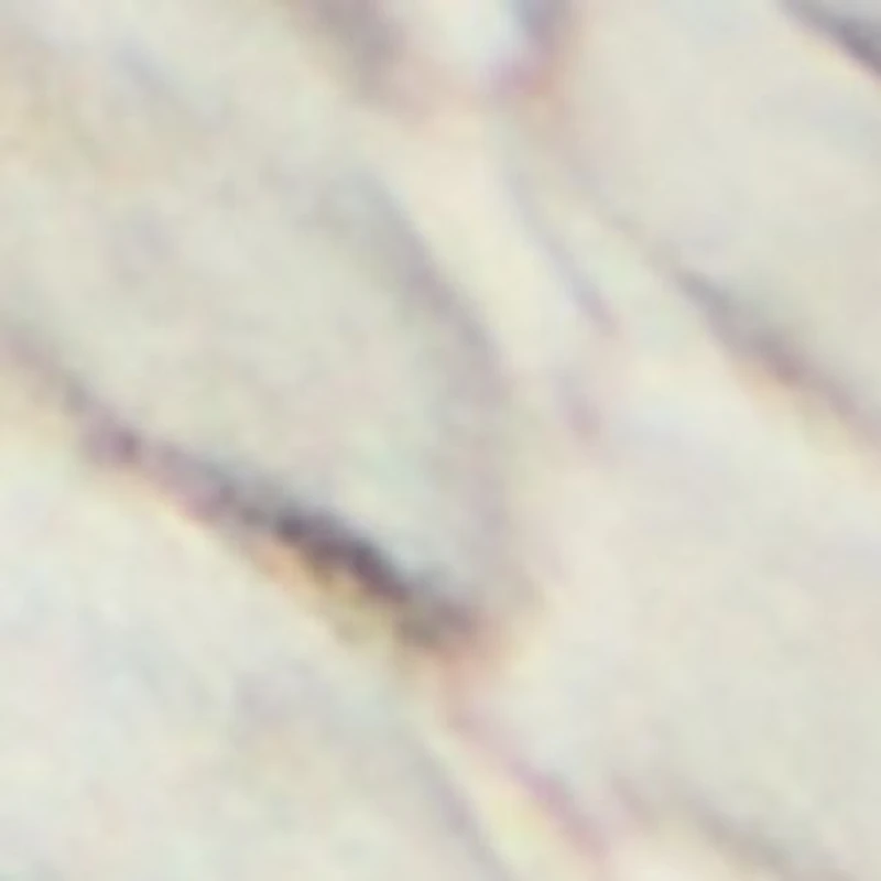 Zephyra