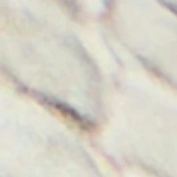 Zephyra