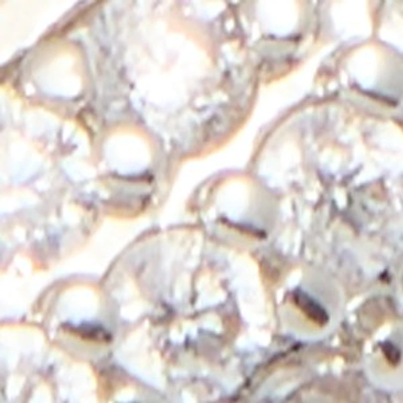 Strigidae