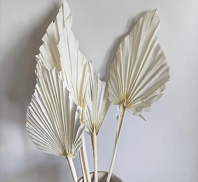 White Dry Palm Leaves - 5 stems