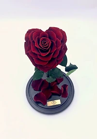 Enchanted Rose in Glass Dome