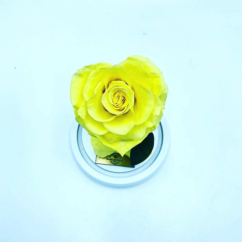 Medium Enchanted Glass Dome - Heart Rose