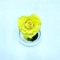 Medium Enchanted Glass Dome - Heart Rose