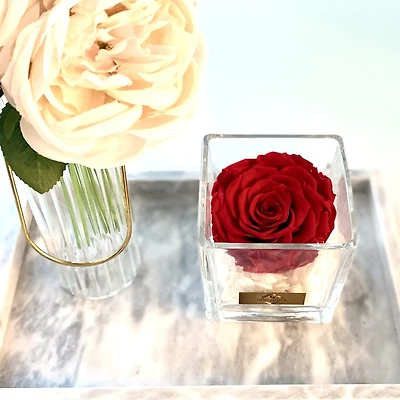 Lush Jumbo Rose in Square Glass Vase