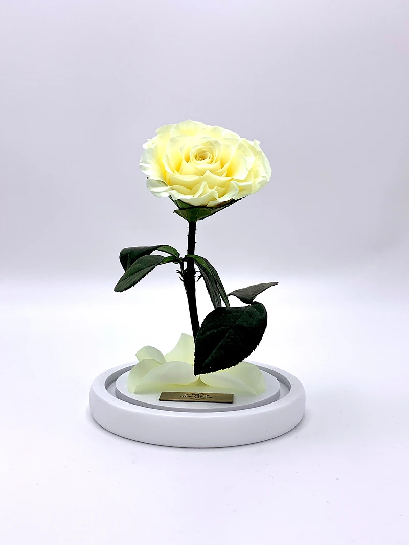 Medium Enchanted Glass Dome