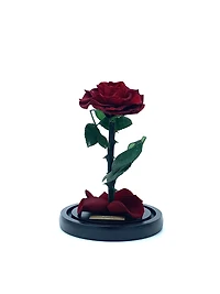 Medium Enchanted Glass Dome