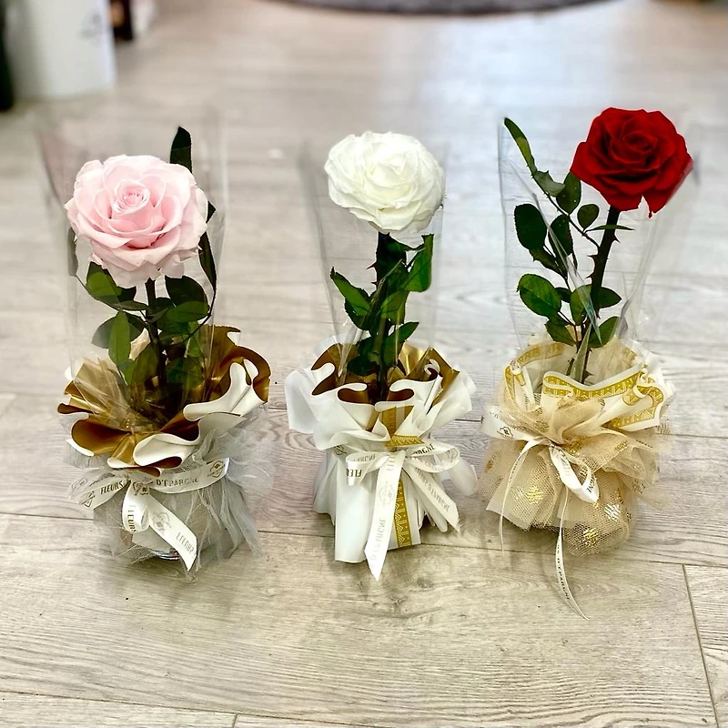 Long Eternity Jumbo Rose