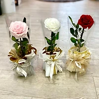 Long Eternity Jumbo Rose