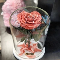 Enchanted Rose in Glass Dome