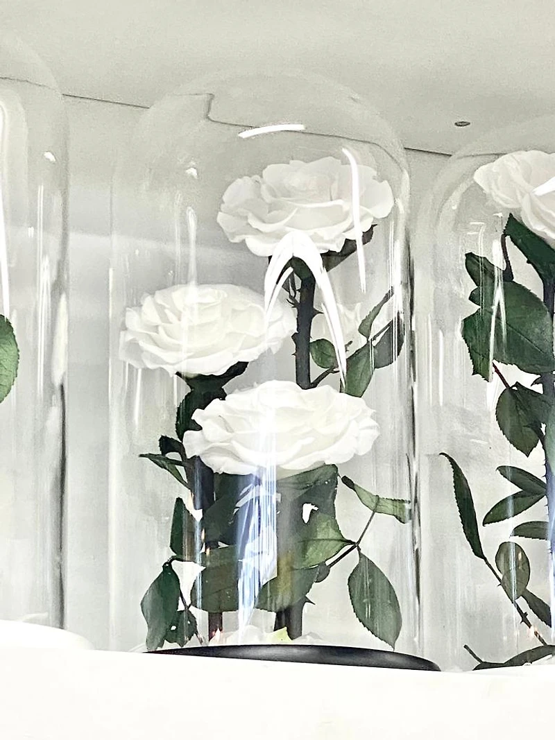 Eternity 3-in-1 Rose Enchanted Glass Dome