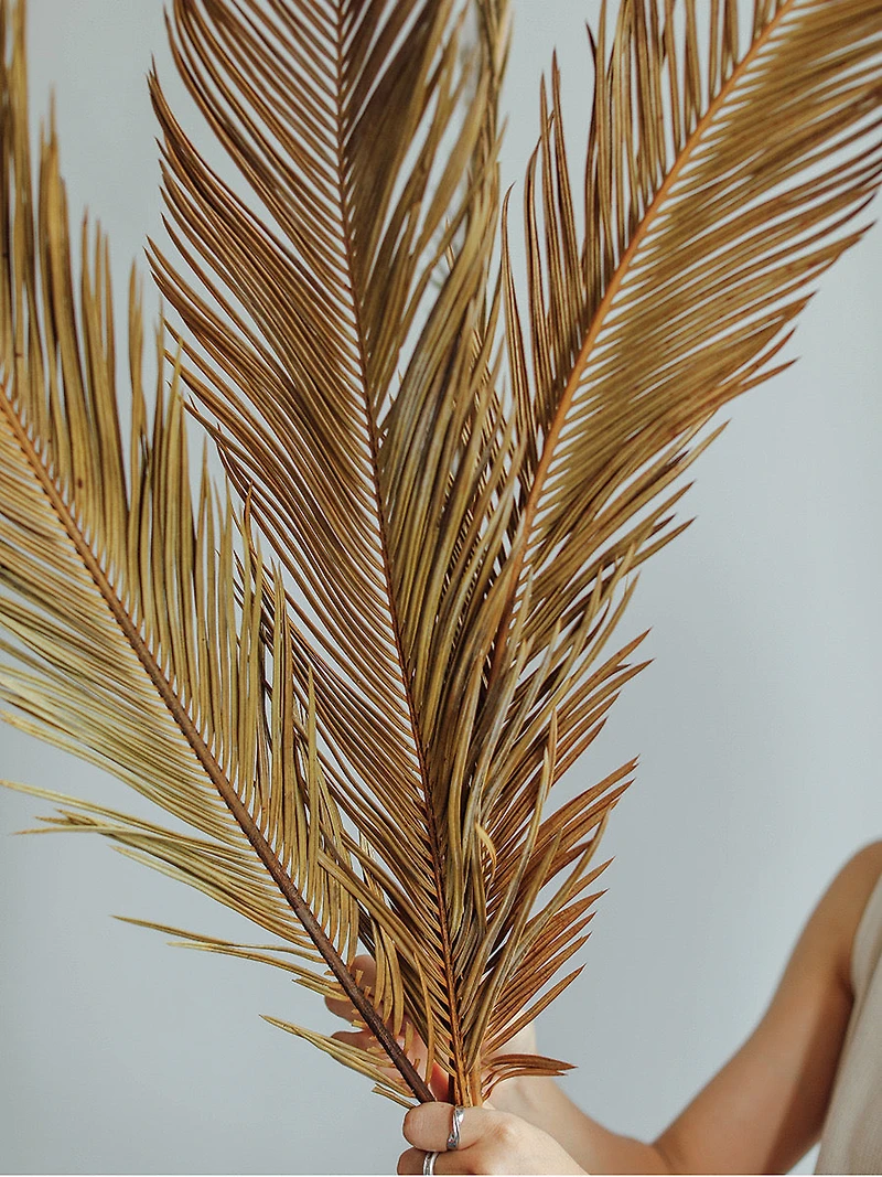 Large Dried Leaves - Bunch of 5