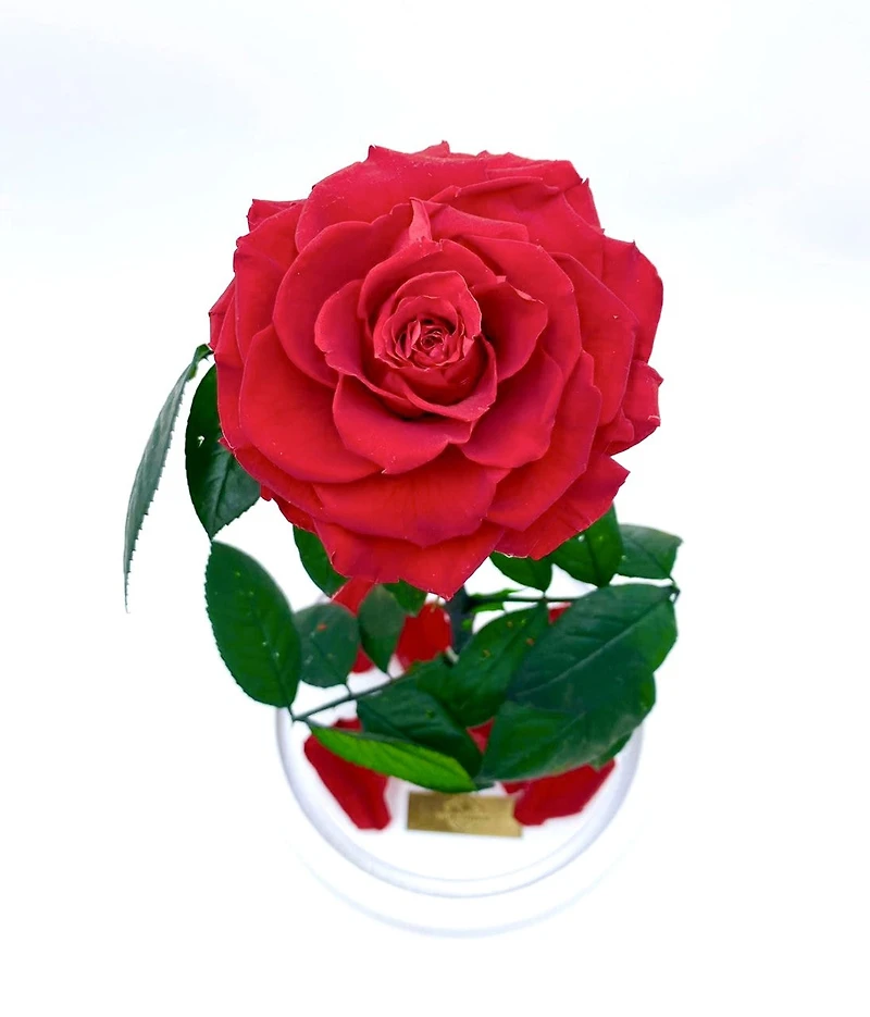 Eternity Rose Enchanted Glass Dome